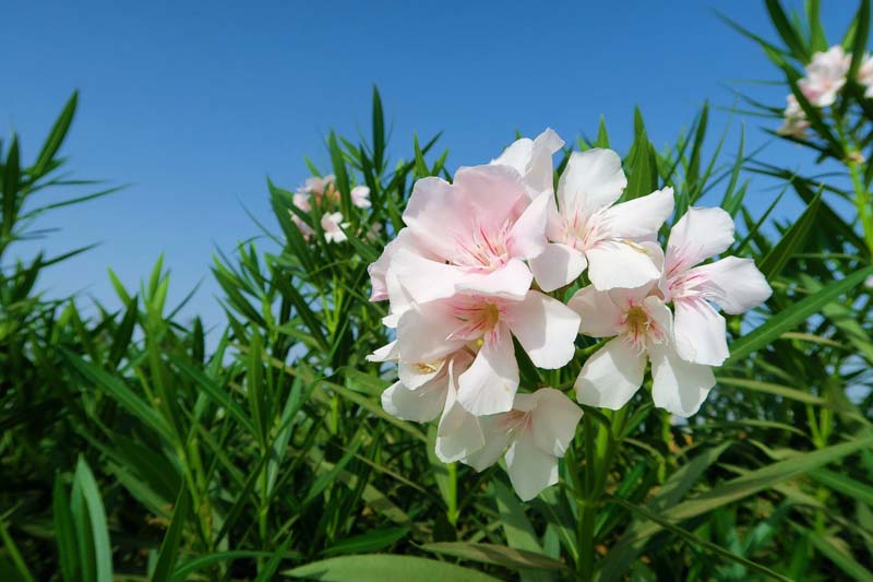 Oleander düngen Oleander düngen