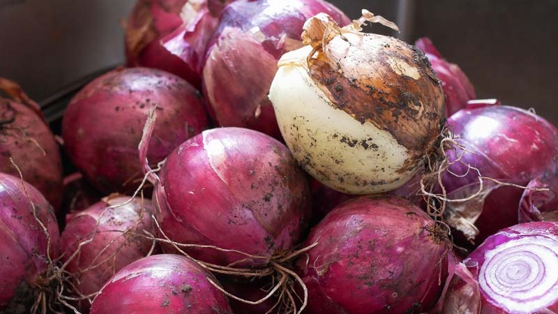 Zwiebel düngen Zwiebel düngen
