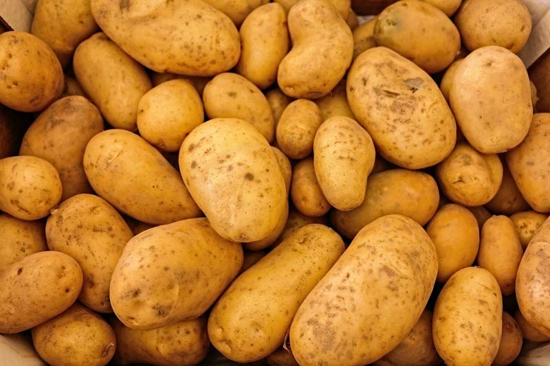 Kartoffeln düngen Kartoffeln düngen