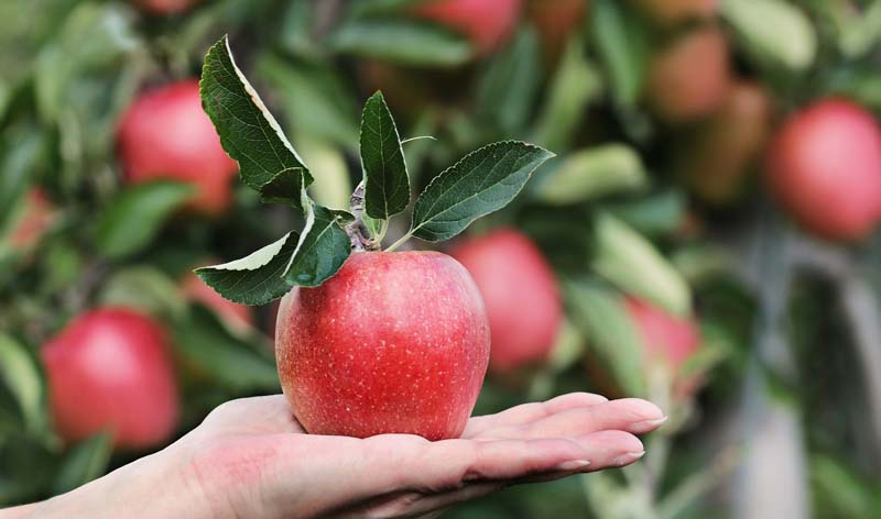 Dünger für Obstbäume Dünger für Obstbäume