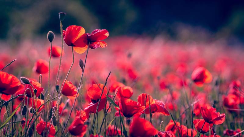 Blumen düngen Blumen düngen