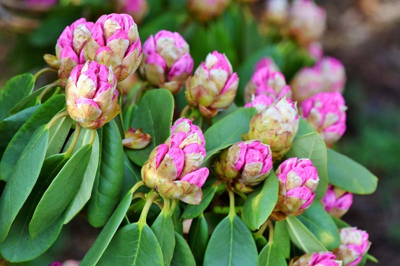 Rhododendron düngen