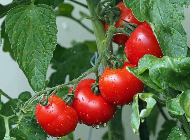 Tomaten düngen Tomaten düngen