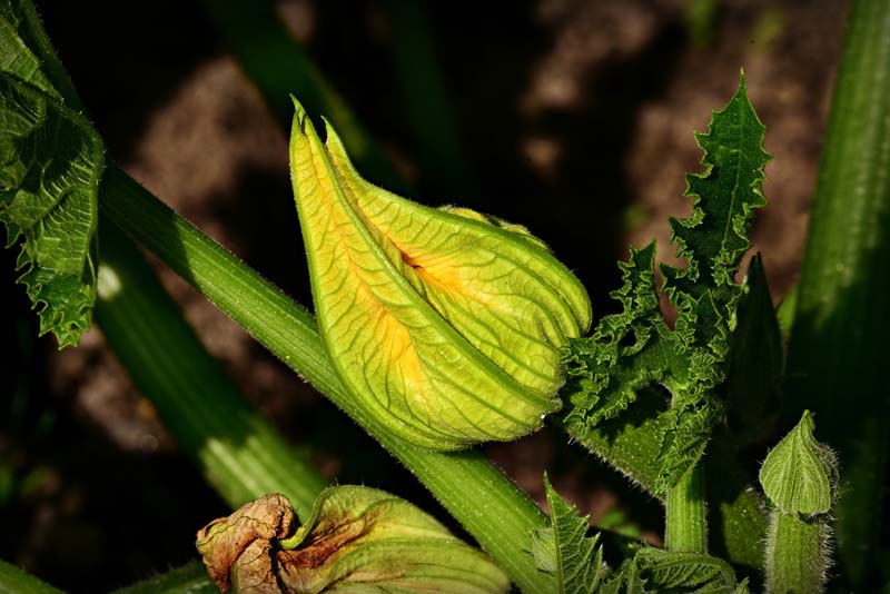 Zucchini düngen Zucchini düngen