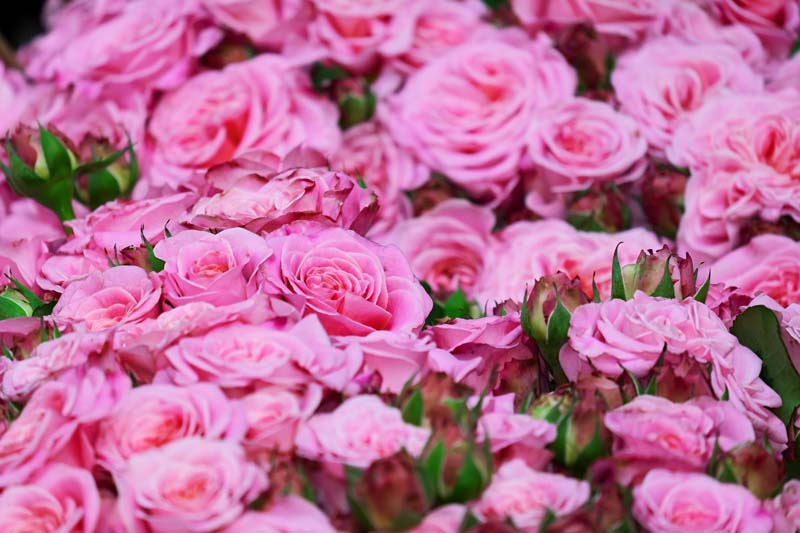 Rosen düngen Rosen düngen