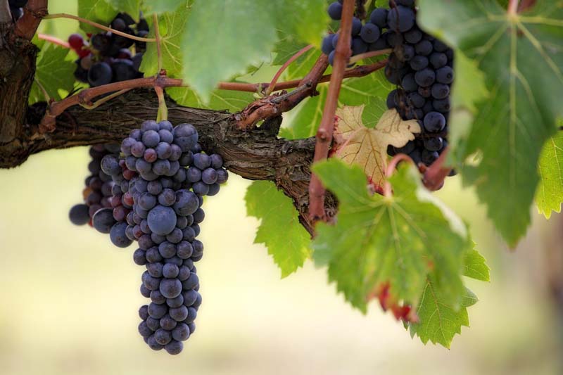 Wein düngen Wein düngen