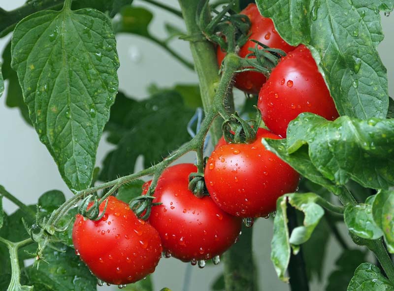 Dünger für Tomaten