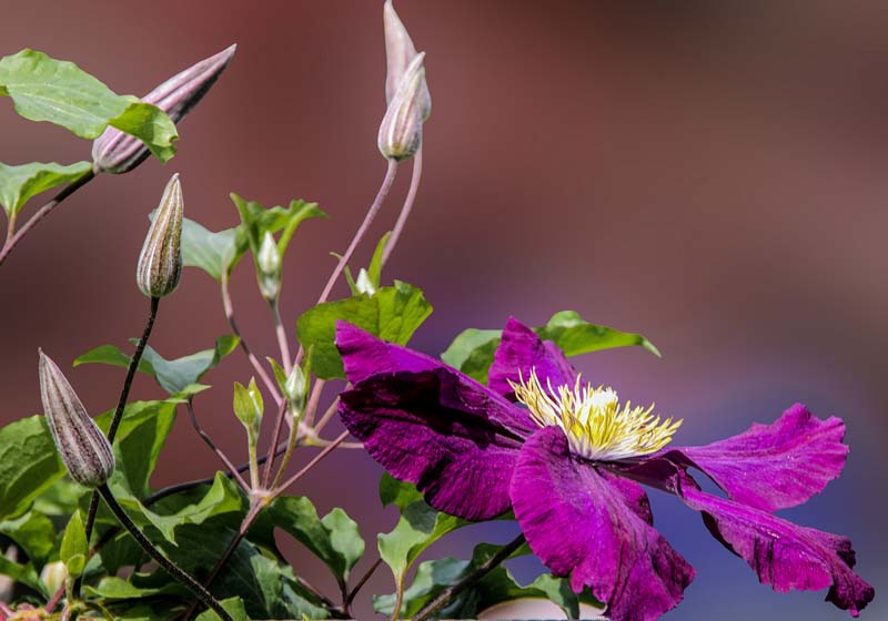 Clematis düngen Clematis düngen