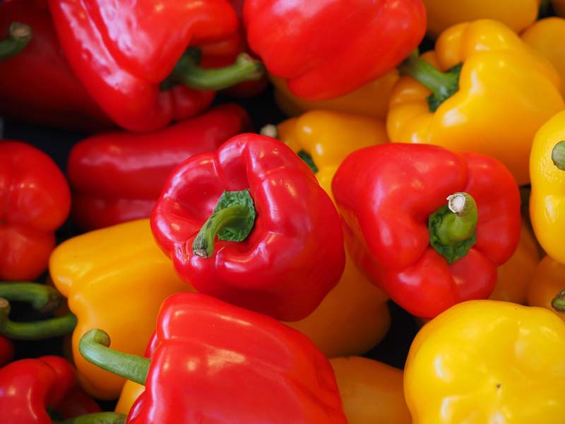 Paprika düngen Paprika düngen